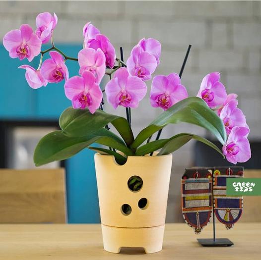 Горшок для орхидеи в магазине Greentips